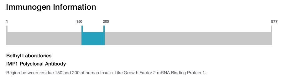 IMP1 Polyclonal Antibody