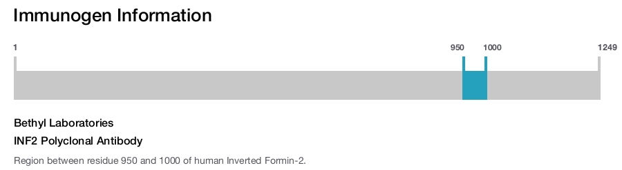 INF2 Polyclonal Antibody