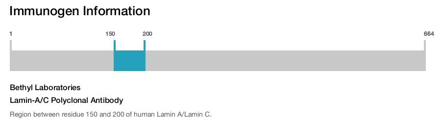 Lamin-A/C Polyclonal Antibody