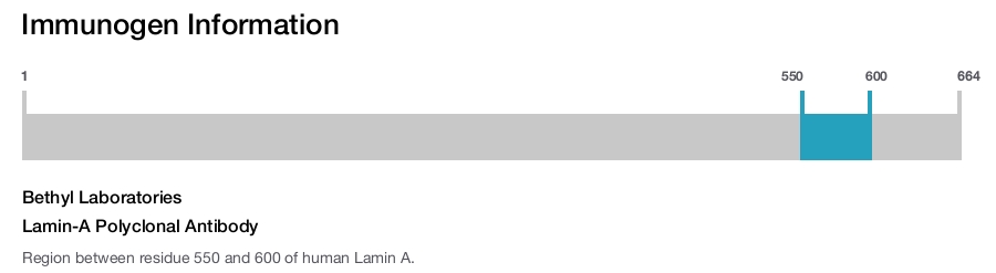 Lamin-A Polyclonal Antibody