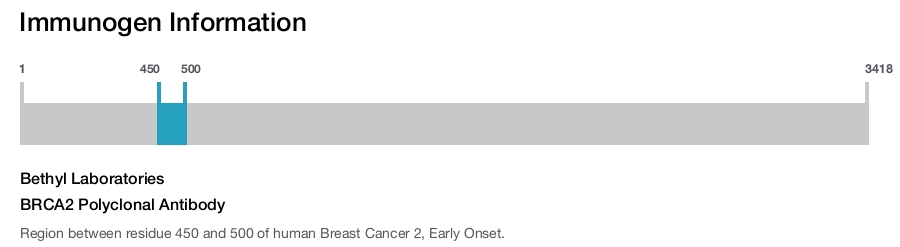 BRCA2 Polyclonal Antibody