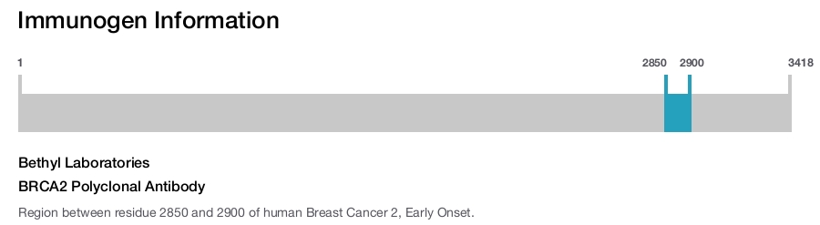BRCA2 Polyclonal Antibody