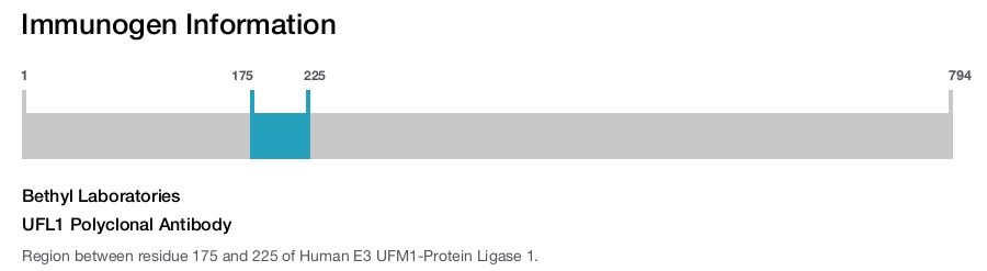 UFL1 Polyclonal Antibody