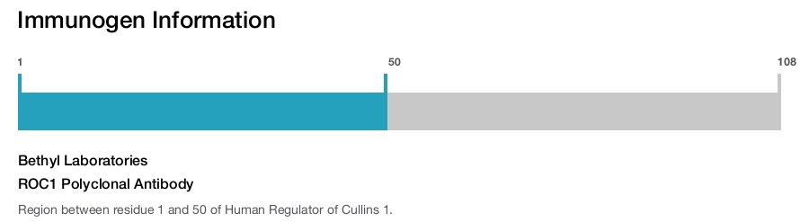 ROC1 Polyclonal Antibody