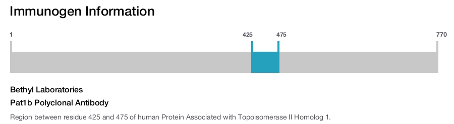 Pat1b Polyclonal Antibody