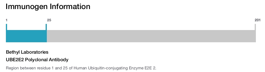 UBE2E2 Polyclonal Antibody