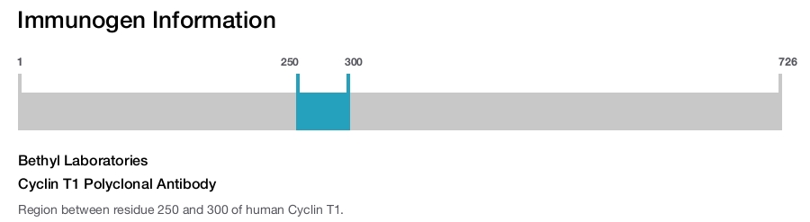 Cyclin T1 Polyclonal Antibody
