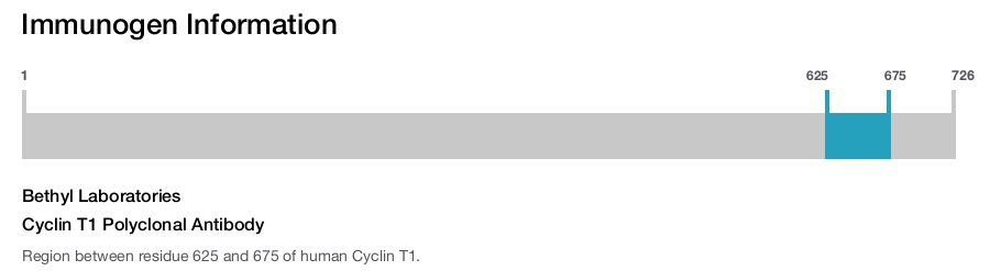 Cyclin T1 Polyclonal Antibody