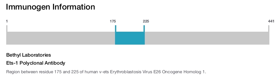 Ets-1 Polyclonal Antibody