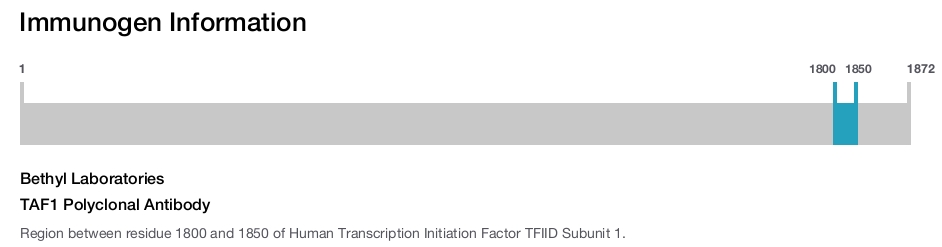 TAF1 Polyclonal Antibody