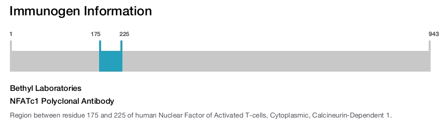 NFATc1 Polyclonal Antibody