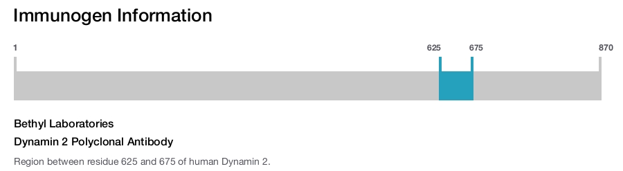 Dynamin 2 Polyclonal Antibody