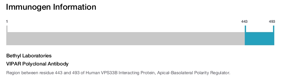 VIPAR Polyclonal Antibody