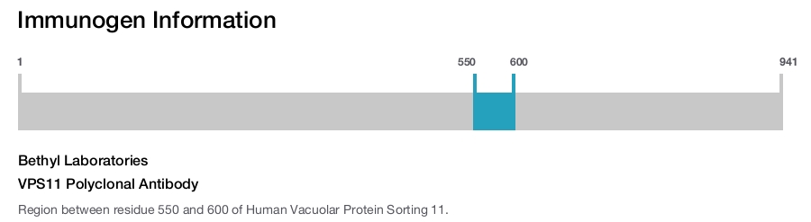 VPS11 Polyclonal Antibody