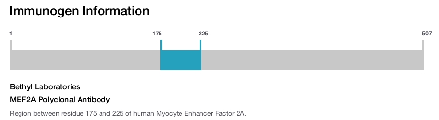 MEF2A Polyclonal Antibody