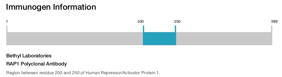 RAP1 Polyclonal Antibody