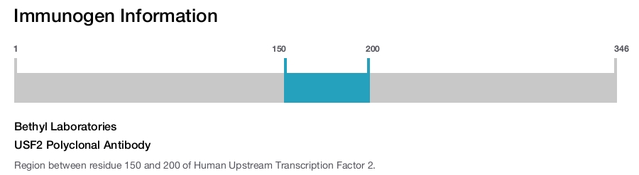 USF2 Polyclonal Antibody