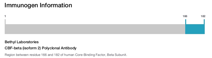 CBF-beta (isoform 2) Polyclonal Antibody