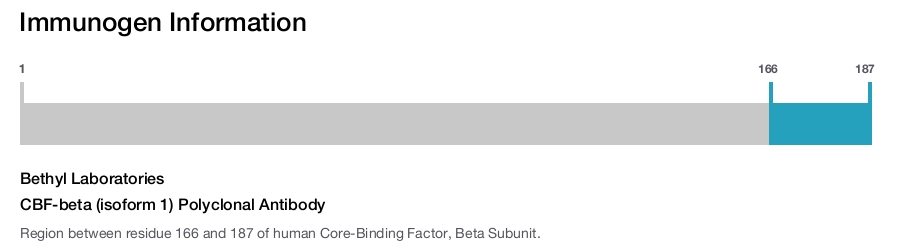 CBF-beta (isoform 1) Polyclonal Antibody