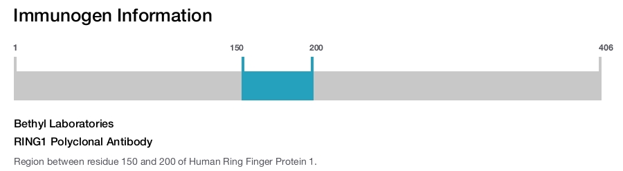 RING1 Polyclonal Antibody