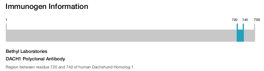 DACH1 Polyclonal Antibody