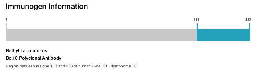 Bcl10 Polyclonal Antibody