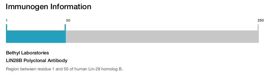 LIN28B Polyclonal Antibody