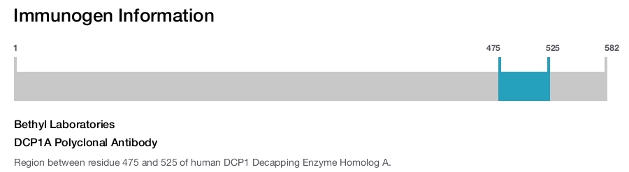 DCP1A Polyclonal Antibody