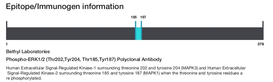 Phospho-ERK1/2 (Thr202,Tyr204, Thr185,Tyr187) Polyclonal Antibody