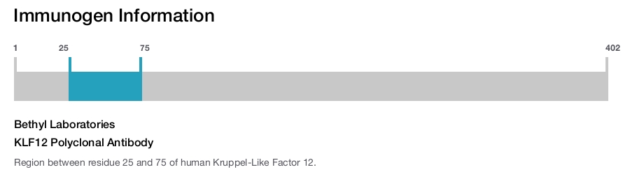 KLF12 Polyclonal Antibody