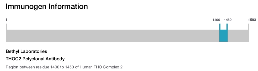 THOC2 Polyclonal Antibody