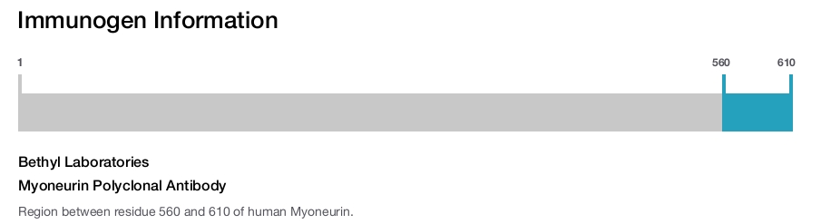 Myoneurin Polyclonal Antibody