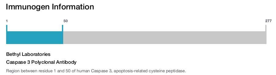 Caspase 3 Polyclonal Antibody