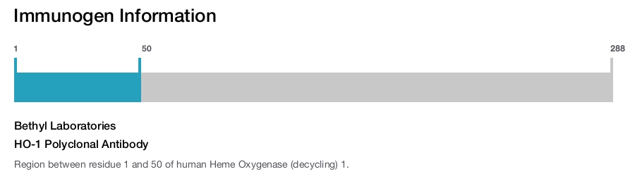HO-1 Polyclonal Antibody
