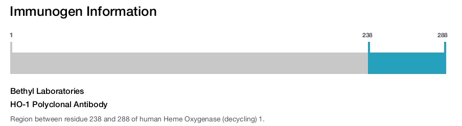 HO-1 Polyclonal Antibody