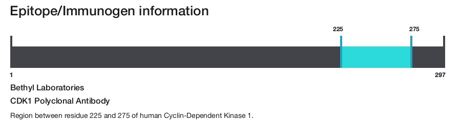 CDK1 Polyclonal Antibody