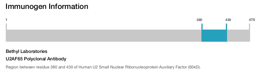 U2AF65 Polyclonal Antibody