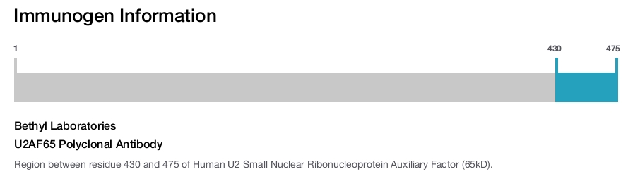 U2AF65 Polyclonal Antibody