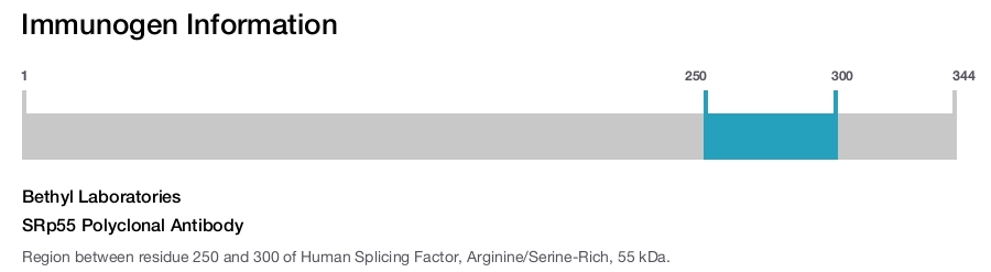 SRp55 Polyclonal Antibody