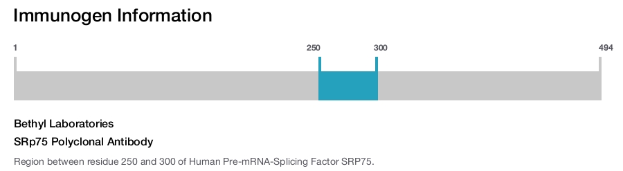 SRp75 Polyclonal Antibody