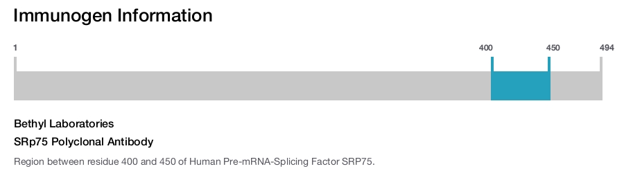 SRp75 Polyclonal Antibody