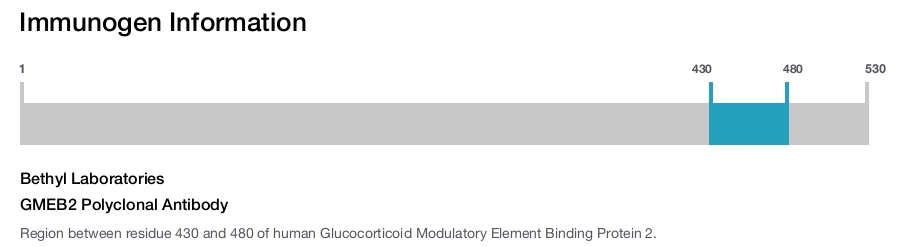 GMEB2 Polyclonal Antibody