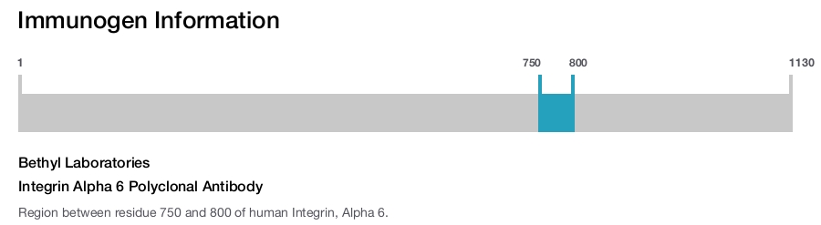 Integrin Alpha 6 Polyclonal Antibody