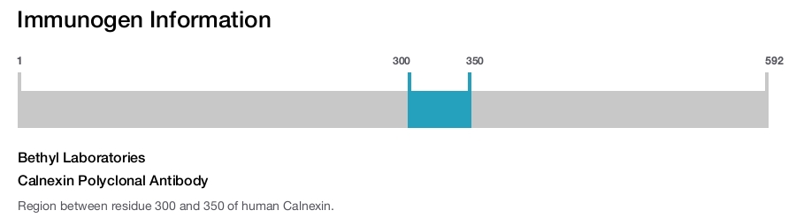 Calnexin Polyclonal Antibody