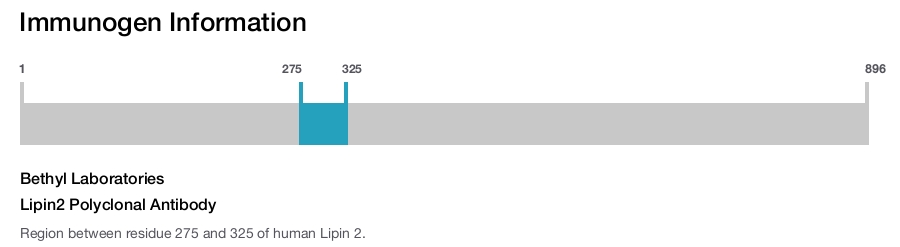 Lipin2 Polyclonal Antibody