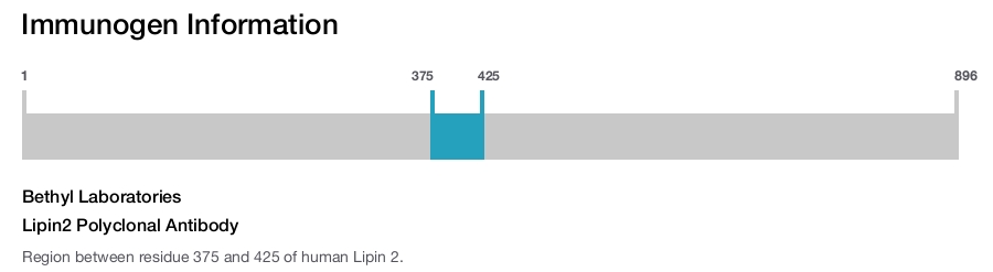 Lipin2 Polyclonal Antibody