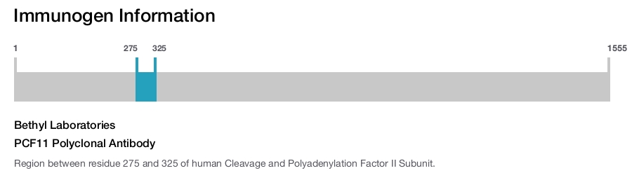 PCF11 Polyclonal Antibody