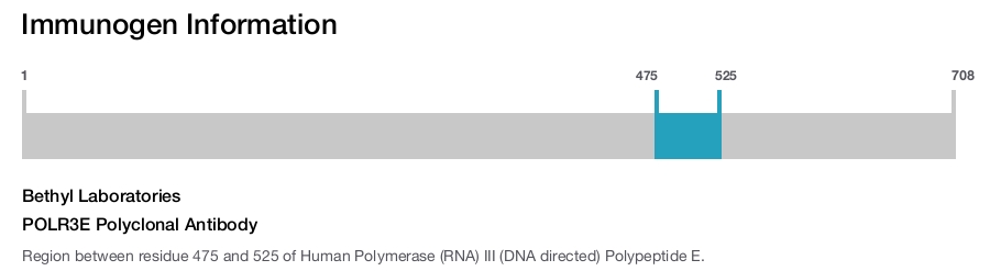 POLR3E Polyclonal Antibody
