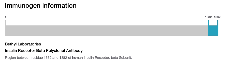 Insulin Receptor Beta Polyclonal Antibody