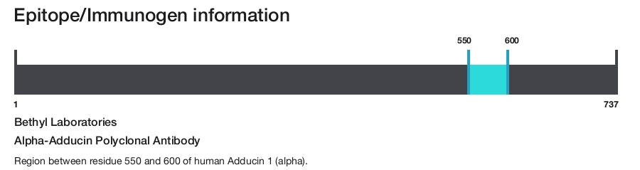 Alpha-Adducin Polyclonal Antibody
